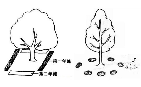 溝狀、穴狀施肥方法